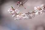 桜の花-4 - 富士森公園