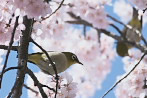 富士森公園通りの桜とメジロ