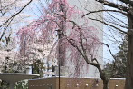 シダレザクラ(枝垂れ桜) - 富士森公園
