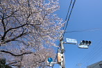 開花した東口の桜 - 富士森公園