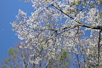 オオシマザクラ(大島桜) 2 - 富士森公園