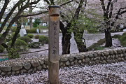 桜が散った「八王子八十八景」の標識の付近 - 富士森公園