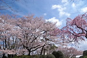 桜が咲いている八王子市民球場南側 - 富士森公園