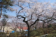 桜開花の頃、富士森公園