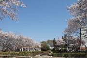 桜が咲く慰霊塔の区画 - 富士森公園