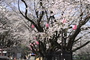 桜並木(2013) - 富士森公園