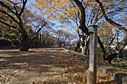 晩秋の桜並木 - 富士森公園