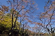 秋の桜並木 - 富士森公園
