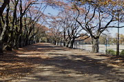 秋の桜並木2 - 富士森公園