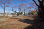 秋の桜並木、西側から - 富士森公園