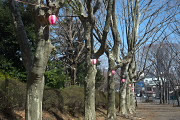 プラタナスにさくら祭の提灯 - 富士森公園