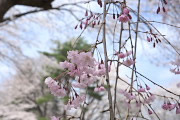 枝垂れ桜(シダレザクラ)の花 - 富士森公園