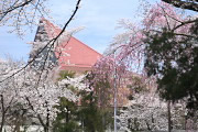 枝垂れ桜と染井吉野 - 富士森公園