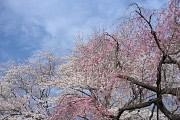 枝垂桜と染井吉野 2 - 富士森公園