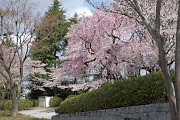 枝垂れ桜が咲く入口 - 富士森公園