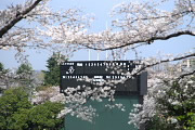 桜と市民球場のスコアボード - 富士森公園