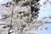桜の花と市民球場の照明スタンド - 富士森公園