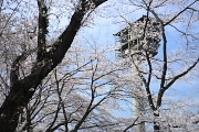 桜が咲く市民球場南側 - 富士森公園