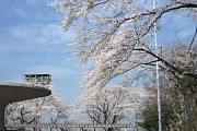 慰霊塔東側の桜 - 富士森公園