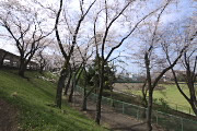 桜が咲く八王子市民球場南側の土手 - 富士森公園