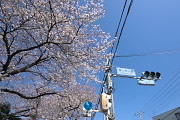 開花した東口の桜 - 富士森公園