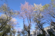 山桜や大島桜が咲いた体育館の北側の斜面 - 富士森公園