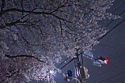 夜桜、東口 - 富士森公園