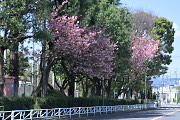 富士森公園通りの里桜 - 富士森公園