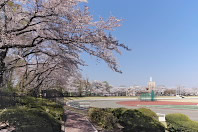 陸上競技場周りの桜 - 富士森公園