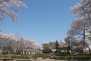 桜が咲く慰霊塔の区画 - 富士森公園