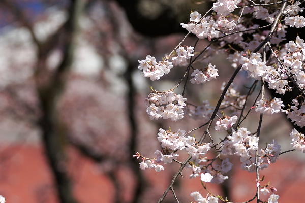 富士森公園の桜 - 八王子の点景