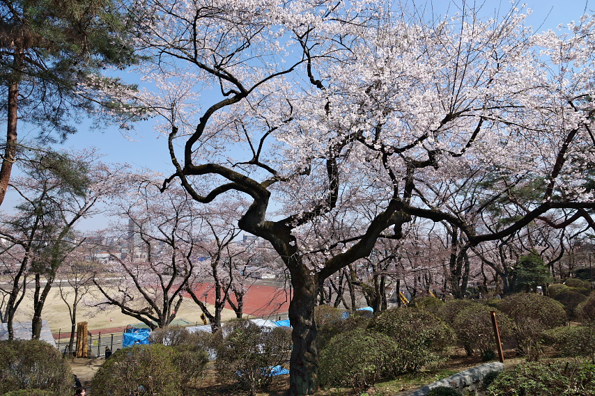桜開花の頃、富士森公園