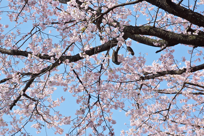 富士森公園通りの桜とヒヨドリ
