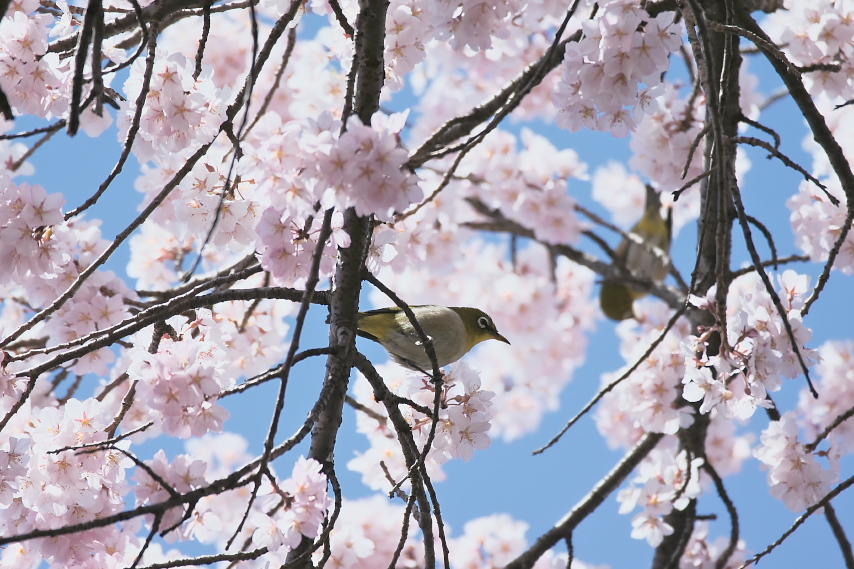 富士森公園通りの桜とメジロ