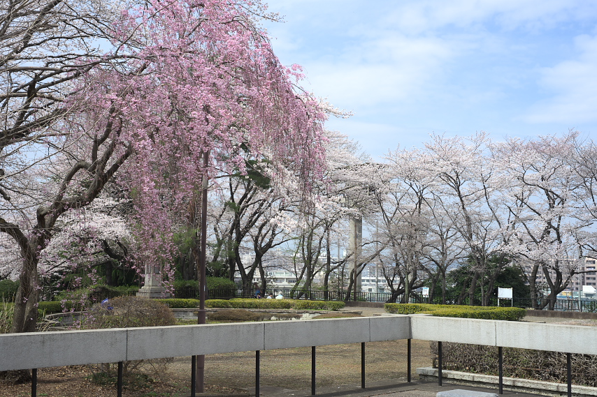 慰霊塔の枝垂れ桜 - 富士森公園