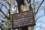 梅の説明 - 富士森公園