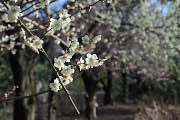 開花した梅 2013年 - 富士森公園
