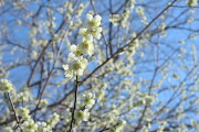 額が緑の白い梅の花 - 富士森公園
