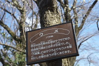 梅の説明 - 富士森公園