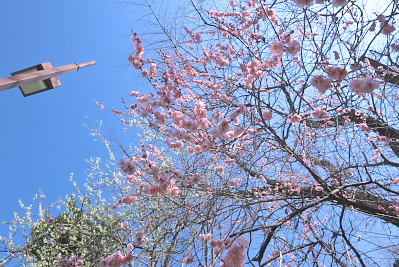 開花が進んだ紅梅 - 富士森公園