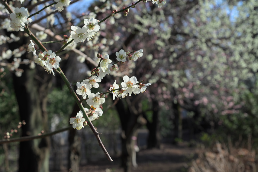 開花した梅 2013年 - 富士森公園