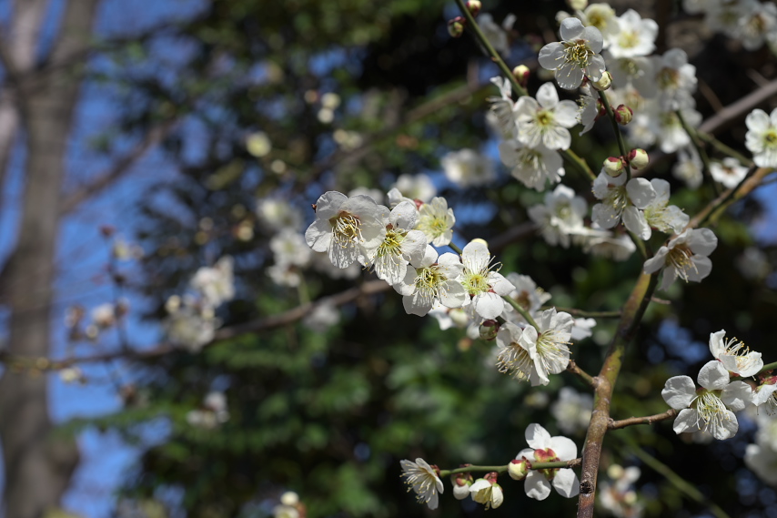 開花した梅2 - 富士森公園