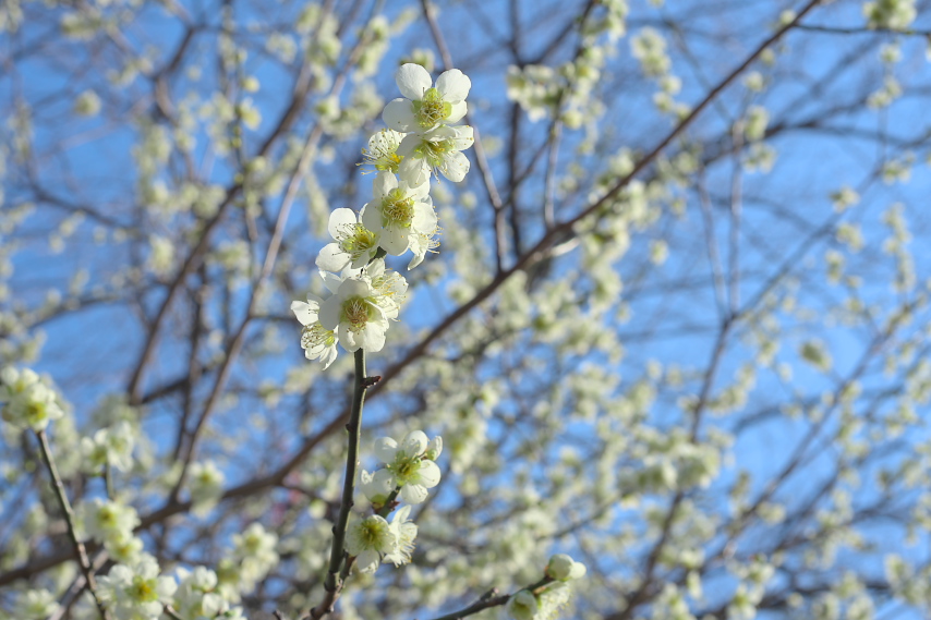 額が緑の白い梅の花 - 富士森公園