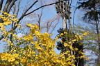 春、晴天に開花したヤマブキ - 富士森公園