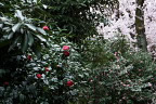 八重椿と乙女椿と桜 - 富士森公園
