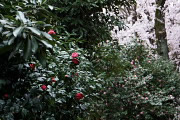 八重椿と乙女椿と桜 - 富士森公園