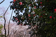ツバキ(岩根絞り)と桜 - 富士森公園