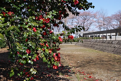 ヤブツバキ(藪椿) - 富士森公園