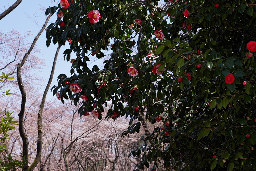 ツバキ(岩根絞り)と桜 - 富士森公園