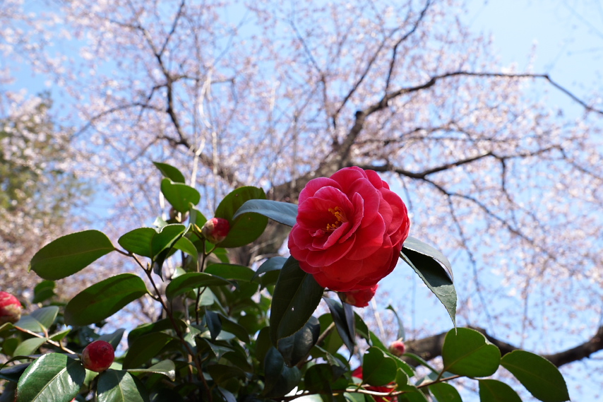 椿の花(八重咲き)と桜 - 富士森公園